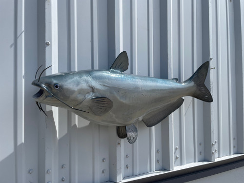 34 Inch Blue Catfish Fish Mount - Head View 34 Inch Blue Catfish Fish Mount - Head View