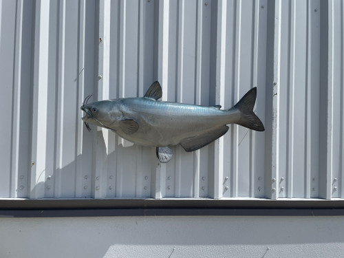 34 Inch Blue Catfish Fish Mount Replica 34 Inch Blue Catfish Fish Mount Replica