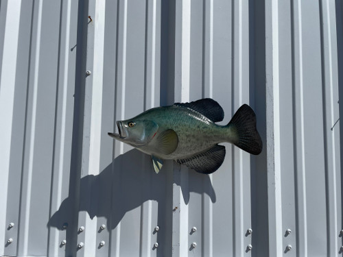 In Stock 17 Crappie Fish Mount In Stock 17 Crappie Fish Mount