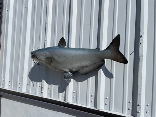 In Stock 34 Inch Blue Catfish Fish Replica - Flank View In Stock 34 Inch Blue Catfish Fish Replica - Flank View