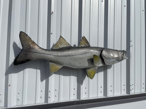40 inch snook fish mount in stock 40 inch snook fish mount in stock