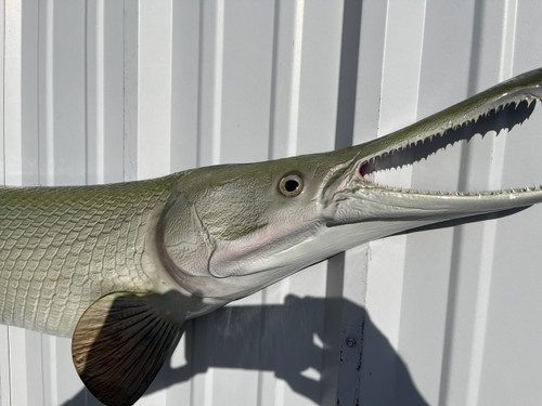64 Inch Alligator Gar Fish Mount - Face View