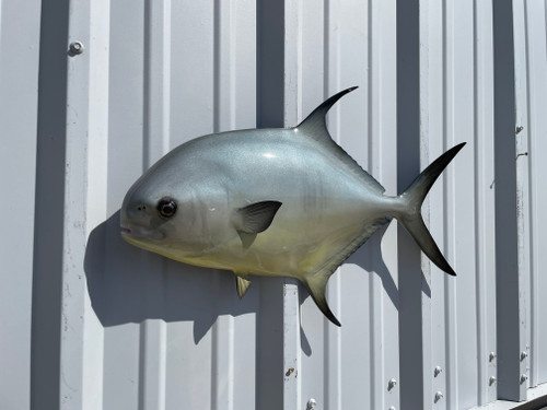 25 Inch Permit Fish Half Sided Mount - Head View