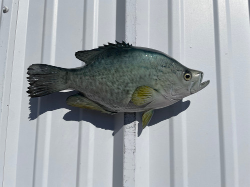 15 Inch Crappie Two Sided Wall Mount - Side View
