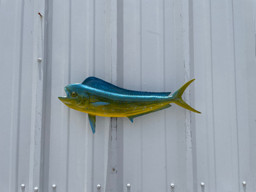 22 Inch Bull Dolphin Schoolie Left Facing Full Mount Fish Replica