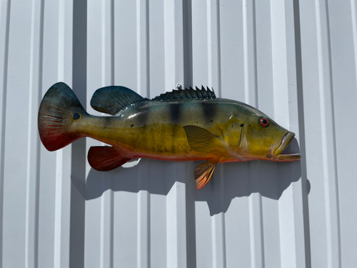 27 peacock bass half sided fish mount replica