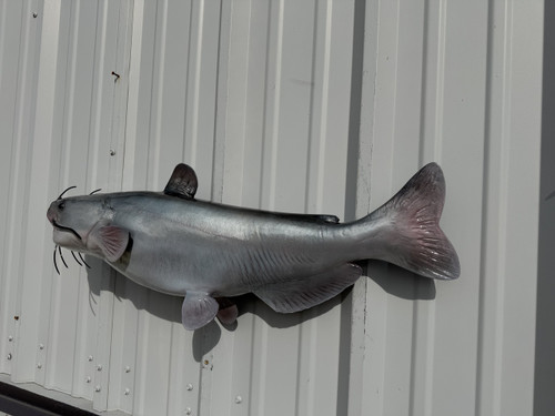 In Stock 31 Inch Blue Catfish Fish Replica - Flank View
