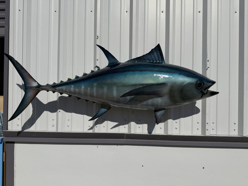 In Stock 62 Inch Bluefin Tuna Full Fish Mount - Side View