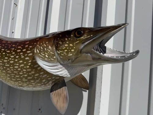 In Stock 48 Inch Northern Pike Fish Replica - Face View