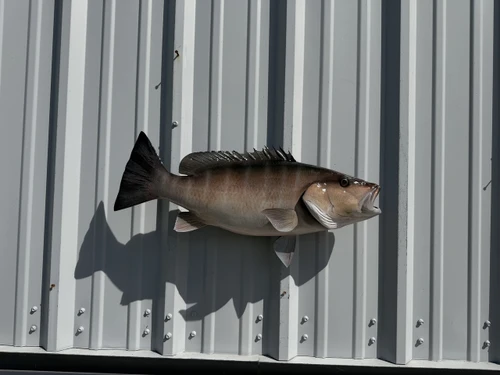 24 Inch Mangrove Snapper Full Mount Fish Replica