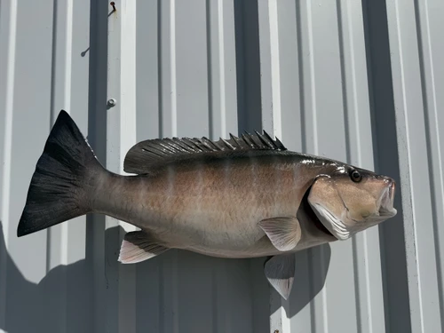 24 Inch Mangrove Snapper Fish Mount - Flank View