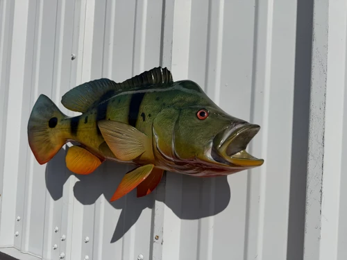22 inch peacock bass fish replica