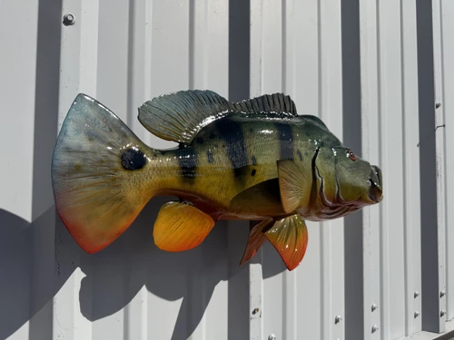 22 inch peacock bass fish mount for sale