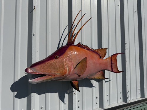 35 Inch Hog Snapper Full Wall Mount Replica - Head View