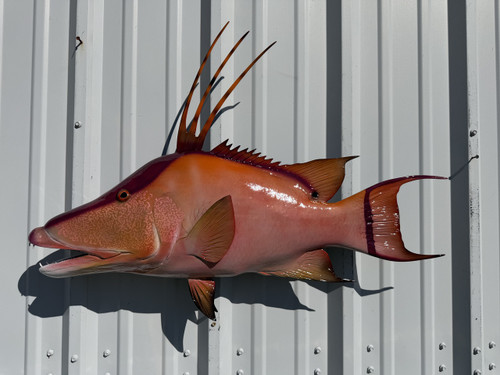 35 Inch Hogfish Full Mount - Side View