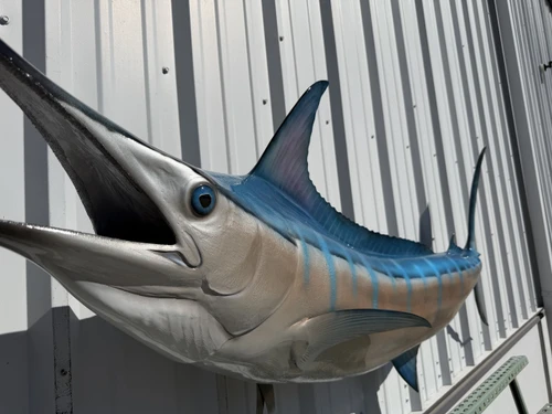 97 Inch Blue Marlin Fish Mount - Face View