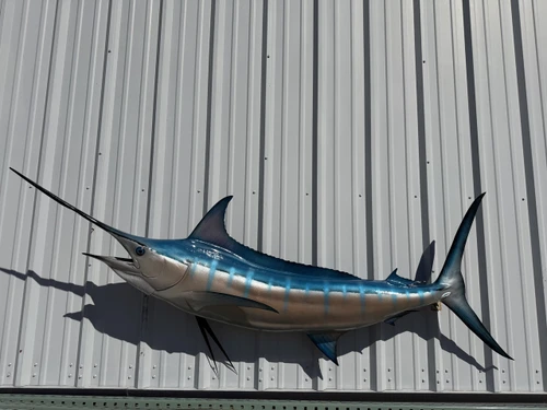 97 Inch Blue Marlin Fish Full Mount - Side View