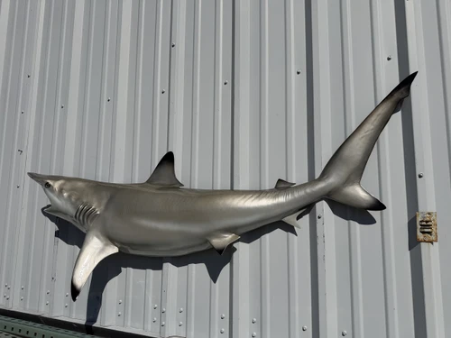 64 inch blacktip shark half sided mount