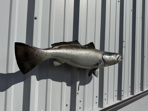 in stock 29 inch seatrout fish mount