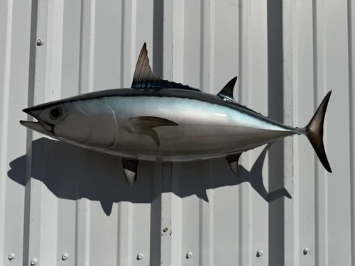 In Stock 26 Inch Skipjack Tuna Full Mount - Side View