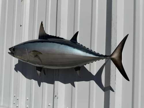 In Stock 26 Inch Skipjack Tuna Fish Mount - Flank View
