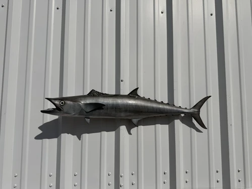 In Stock 34 Inch Kingfish Full Mount Fish Replica