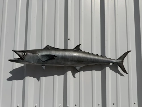 In Stock 34 Inch Kingfish Full Mount - Side View