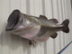 29 inch largemouth bass fish mount head view