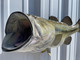 In Stock 25 Inch Largemouth Bass Fish Mount - Mouth View