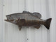 20 inch smallmouth bass fish mount