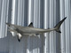 41 inch blacktip shark replica for sale