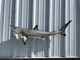 41 inch blacktip shark full mount for sale