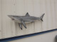 49 inch blacktip shark replica for sale