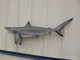 49 inch blacktip shark mount for sale
