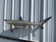 49 inch blacktip shark replica for sale