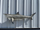 In Stock 49 Inch Blacktip Shark Mount - Side View