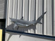 64" Blacktip Shark Full Mount