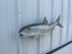 32 inch bonefish fish mount for sale