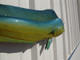 33 inch bull dolphin mount