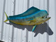 In Stock 36 Inch Bull Dolphin Fish Mount - Head View