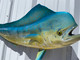In Stock 36 Inch Bull Dolphin Fish Mount - Face View