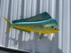 In Stock 40 Inch Bull Dolphin Fish Mount - Head View