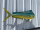 In Stock 40 Inch Bull Dolphin Fish Mount - Face View