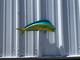 In Stock 22 Inch Bull Dolphin Fish Mount