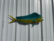 33 bull dolphin fish mount for sale