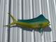 In Stock 46 Inch Bull Dolphin Fish Mount - Flank View