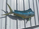 46-inch-Bull-Dolphin-fish-mount-tail-view