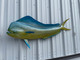 53 inch bull dolphin fish mount for sale