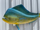53 inch bull dolphin fish mount for sale