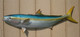 39" California Yellowtail Half Mount Fish Replica